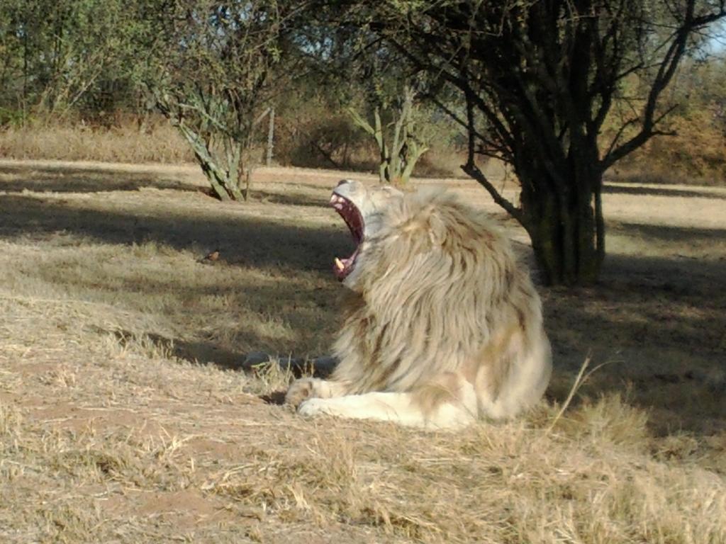 Midrand Guesthouse - Tasa Esterno foto